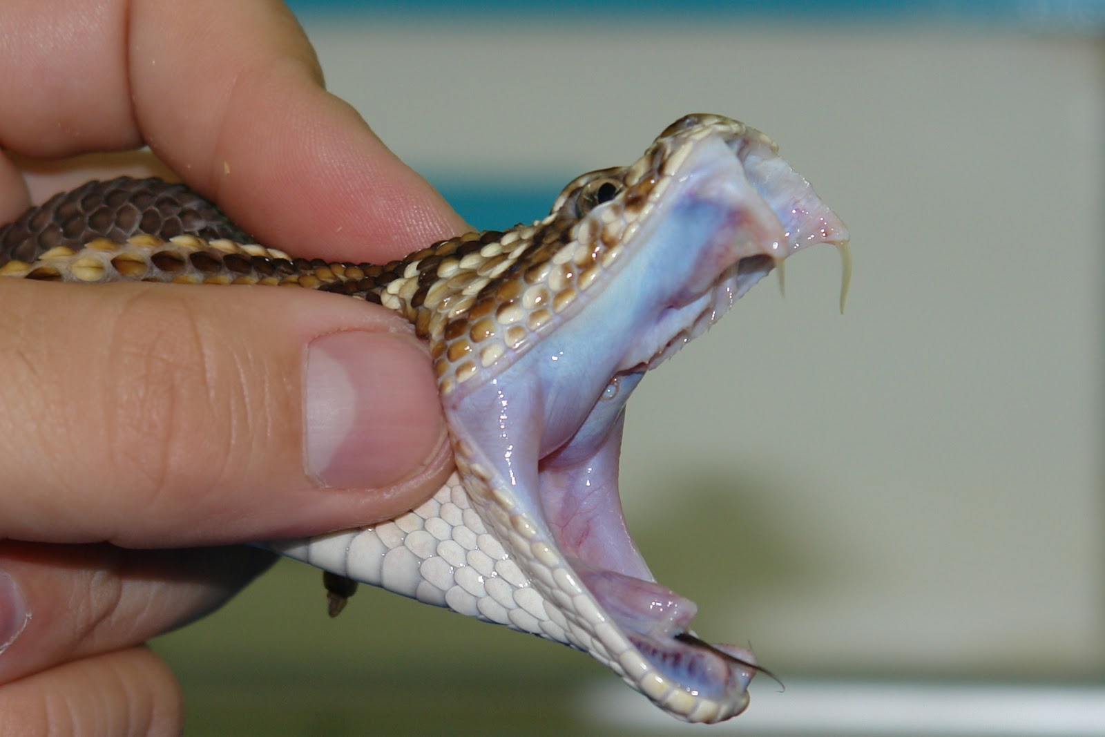 Какие зубы у змей фото