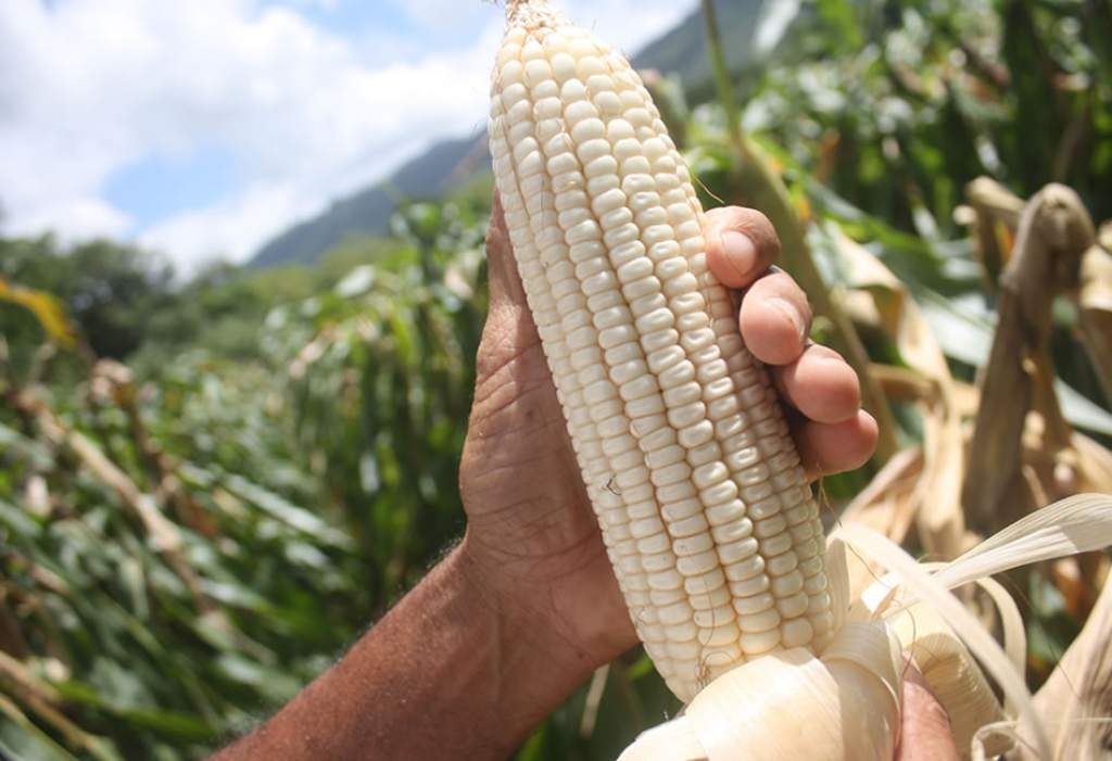 Honduras tienen deficit de 10 millones de quintales de maíz - DIARIO ROATÁN