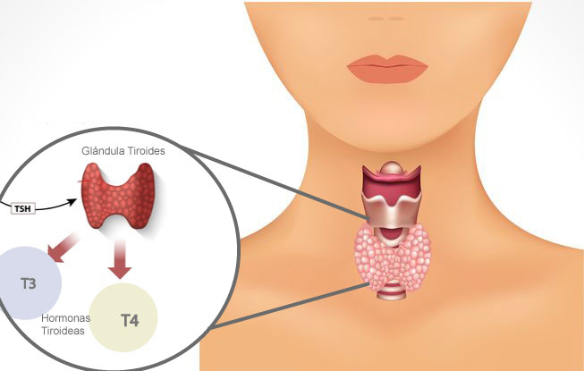Нормальная функция щитовидной железы. Щитовидная железа человека. Щитовидная железа расположение. Органы человека щитовидная железа.