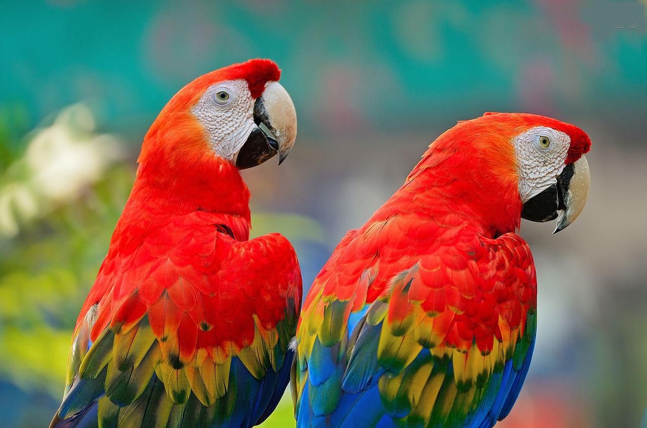 Попугай ара говорит. Попугай ара красный. Красный ара Макао. Жёлто-зелёный доминиканский ара. Попугай ара в Бразилии красный.