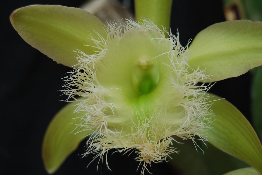 La orquídea bella flor hondureña con una historia fascinante - DIARIO ROATÁN