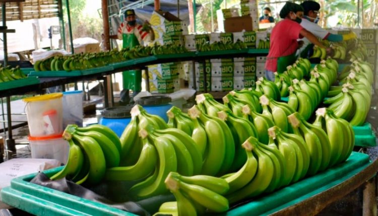 Incrementan Un 13 Exportaciones De Banano Diario RoatÁn