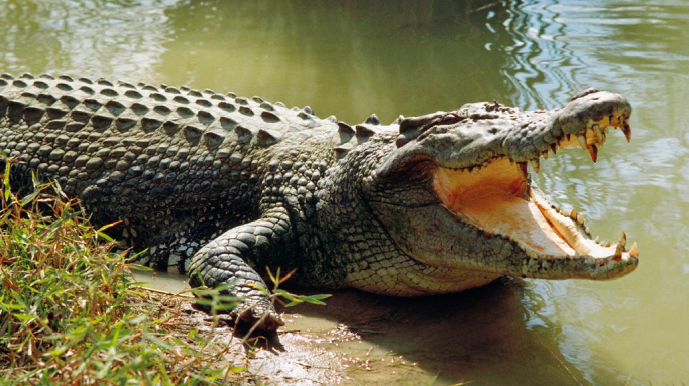 Un enorme cocodrilo salta más de dos metros y devora viva a una científica  que le daba de comer - DIARIO ROATÁN