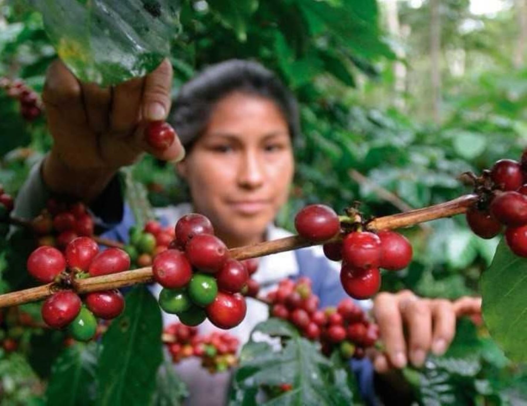 Coffee is grown. Коста Рика кофейные плантации. Коста Рика плантации кофе. Кофейные плантации в Коста Рике. Плантации Коста Рика.
