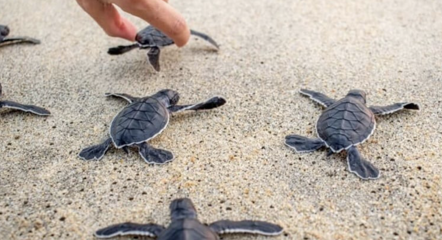 Выпустим черепаху. Каретта Каретта откладывает яйца. Черепашата на Шри Ланке. Море черепаха. Морские черепахи маленькие.