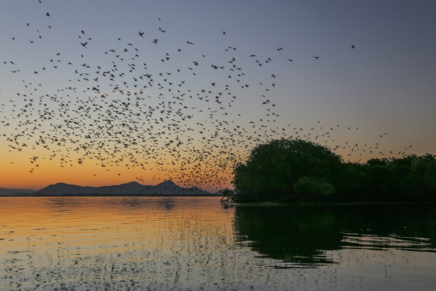 Explora la isla de los Pájaros en San Lorenzo Valle, un tesoro único en