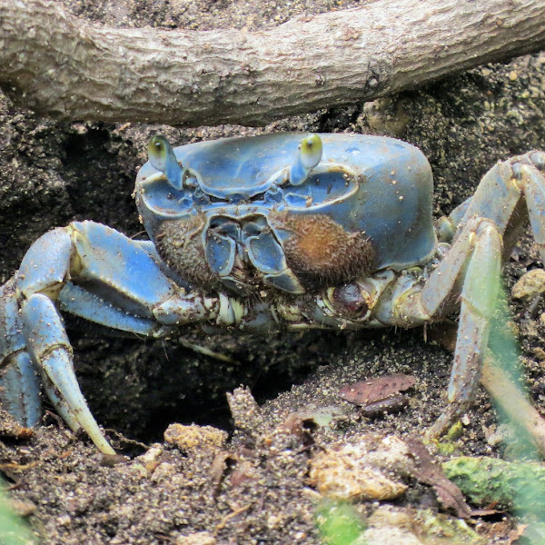 Blue Crab Fest
