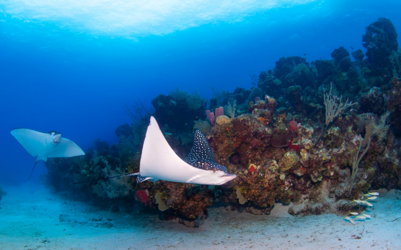 Roatán Marine Park